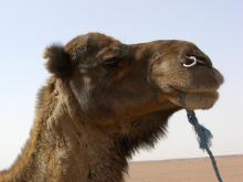 Camel headshot