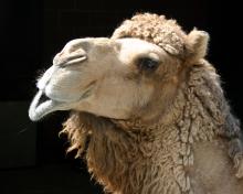 Camel singing